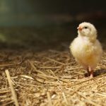 Mơ thấy gà đánh con gì? Bật mí con ga so may chuẩn nhất