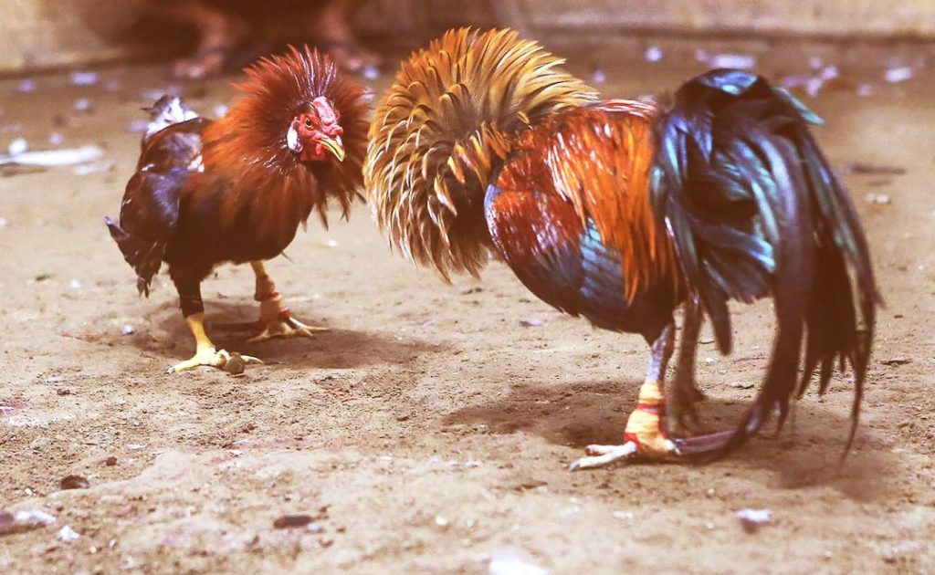 Gà tre tuy nhỏ nhưng vẫn tạo nên các trận đấu đầy hấp dẫn
