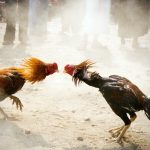 Những điều về đá gà Thomo mà bạn nên biết