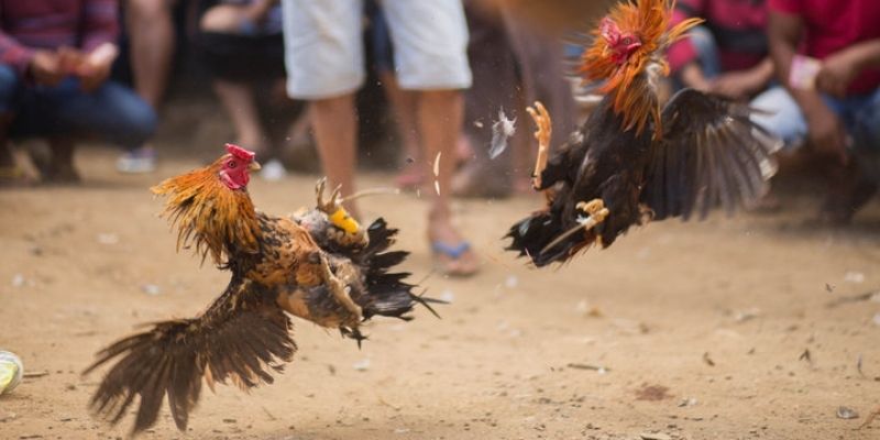 Một số thuật ngữ được quy định về cá cược trong đá gà
