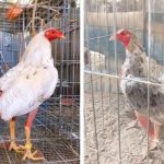 Top giống gà đá cựa sắt hay cho các sư kê