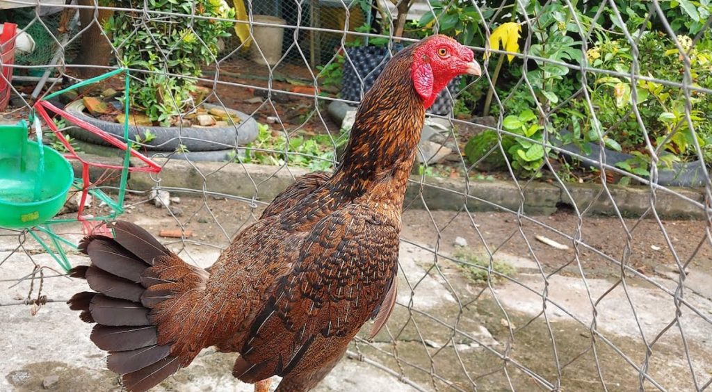 Gà Jap có khả năng duy trì phong độ rất tốt trước trận đấu